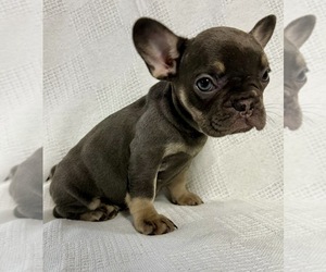 French Bulldog Puppy for sale in NAPLES, FL, USA