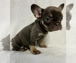 Image preview for Ad Listing. Nickname: Pibble