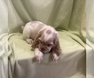 Cocker Spaniel Puppy for sale in CADDO, OK, USA