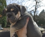 Small Photo #10 English Bulldog Puppy For Sale in SAINT CHARLES, IL, USA