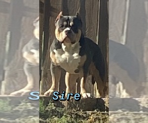 Father of the American Bully puppies born on 12/30/2023