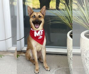 Huskies -Unknown Mix Dogs for adoption in Euless, TX, USA