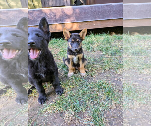 Medium Photo #6 Mutt Puppy For Sale in Sandy, UT, USA