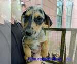 Small Photo #6 Catahoula Leopard Dog-Labrador Retriever Mix Puppy For Sale in Aurora, IN, USA