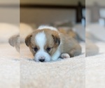Small #13 Pembroke Welsh Corgi