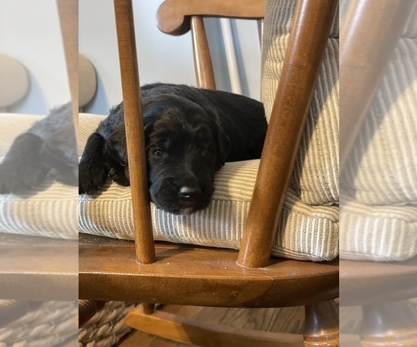 Medium Photo #9 Aussiedoodle Puppy For Sale in WESTMINSTER, MD, USA