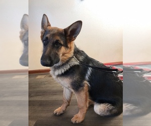 German Shepherd Dog Puppy for sale in JEFFERSON, CO, USA