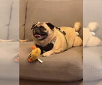 Small #1 Pug
