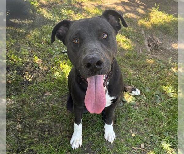 Medium Photo #2 American Pit Bull Terrier-Unknown Mix Puppy For Sale in Riverside, CA, USA