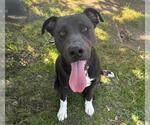 Small #1 American Pit Bull Terrier Mix