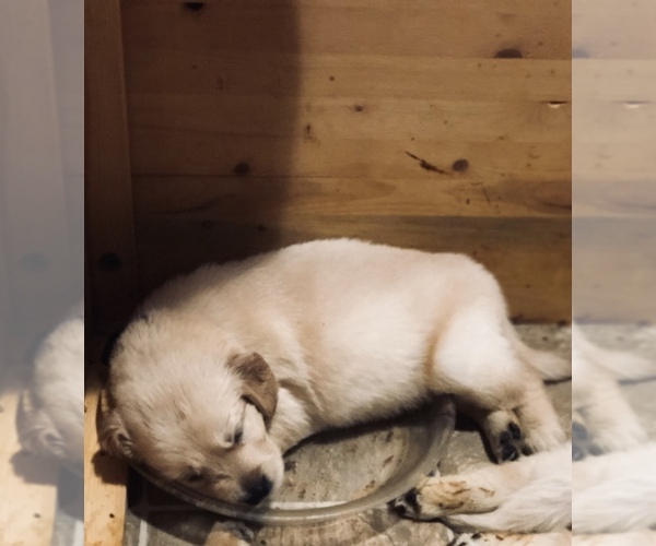 Medium Photo #8 Golden Retriever Puppy For Sale in CYPRESS, TX, USA