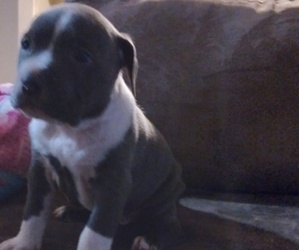American Pit Bull Terrier Puppy for sale in NAMPA, ID, USA