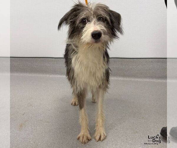 Medium Photo #2 Australian Shepherd-Unknown Mix Puppy For Sale in Washington, DC, USA