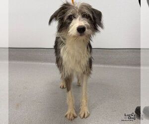 Rosie - Female Australian Shepherd-Unknown Mix Dog for Adoption - Photo #2
