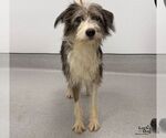 Small Photo #2 Australian Shepherd-Unknown Mix Puppy For Sale in Washington, DC, USA