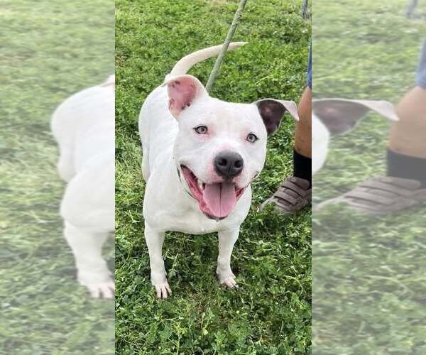 Medium Photo #2 Mutt Puppy For Sale in Oakhurst, NJ, USA