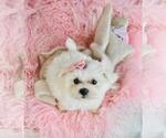 Small #12 Maltese