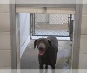 Weimaraner Dogs for adoption in Temple, TX, USA