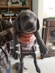 Small Photo #1 Weimaraner Puppy For Sale in GIRARD, OH, USA