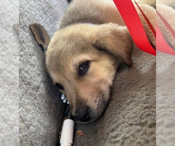 Medium Photo #2 Great Pyrenees-Unknown Mix Puppy For Sale in Foristell, MO, USA