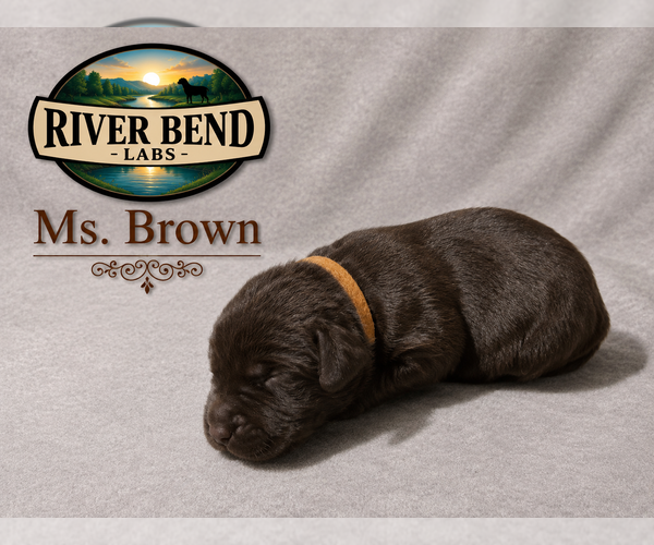 Medium Photo #1 Labrador Retriever Puppy For Sale in WHITNEY, TX, USA