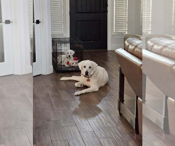 Medium Photo #6 Akbash-Great Pyrenees Mix Puppy For Sale in Houston, TX, USA