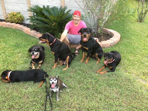 Medium Photo #3 Rottweiler Puppy For Sale in GARLAND, TX, USA