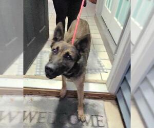 German Shepherd Dog-Unknown Mix Dogs for adoption in San Antonio, TX, USA