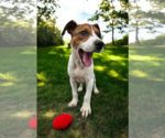 Small #21 Basenji-Rat Terrier Mix