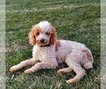Small Photo #1 Goldendoodle (Miniature) Puppy For Sale in LEOLA, PA, USA