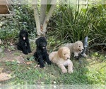 Small #2 Poodle (Standard)