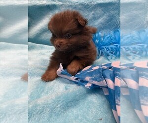 Pomeranian Puppy for sale in TALALA, OK, USA