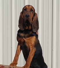 Mother of the Bloodhound puppies born on 06/16/2017