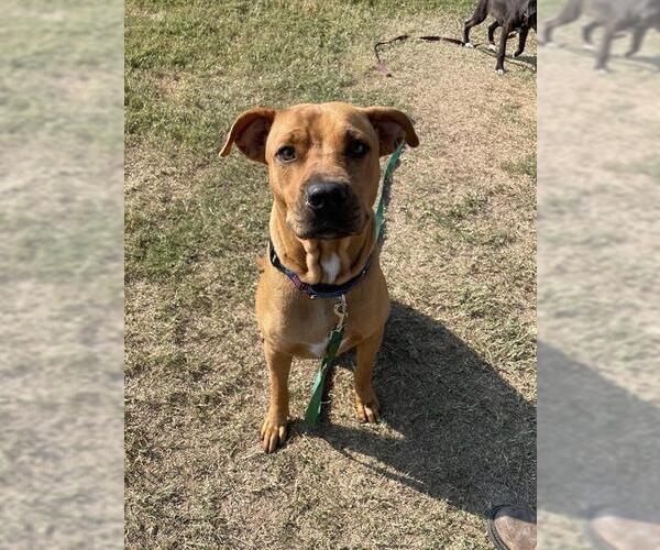 Medium Photo #2 Black Mouth Cur Puppy For Sale in Corpus Christi, TX, USA