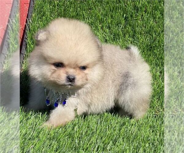 Medium Photo #4 Pomeranian Puppy For Sale in MIAMI, FL, USA