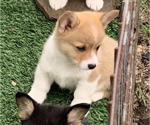 Medium Pembroke Welsh Corgi