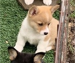 Puppy Red female 1 Pembroke Welsh Corgi