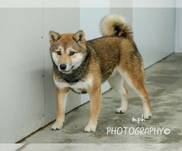 Medium Photo #2 Shiba Inu Puppy For Sale in LIBERTY, KY, USA