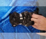 Small Photo #7 Pug Puppy For Sale in YELM, WA, USA