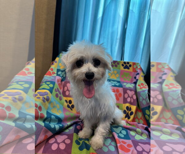 Medium Photo #3 Maltese Puppy For Sale in Pacolet, SC, USA