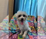 Small #2 Maltese