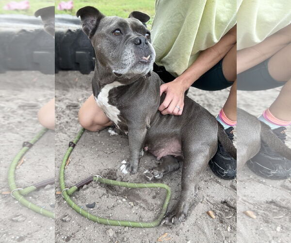 Medium Photo #3 Bulldog-Unknown Mix Puppy For Sale in Sanford, FL, USA