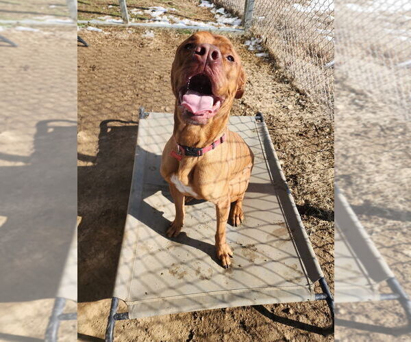 Medium Photo #1 Labrador Retriever-Unknown Mix Puppy For Sale in Evansville, IN, USA