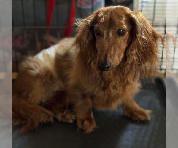 Medium Photo #5 Dachshund Puppy For Sale in Gulfport, MI, USA