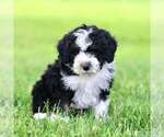Puppy Chief Miniature Bernedoodle