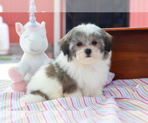 Havamalt Puppy for sale in SYRACUSE, IN, USA
