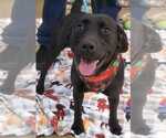 Small #6 Labrador Retriever Mix