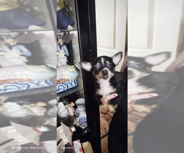 Medium Photo #1 Chorkie Puppy For Sale in ENID, MS, USA