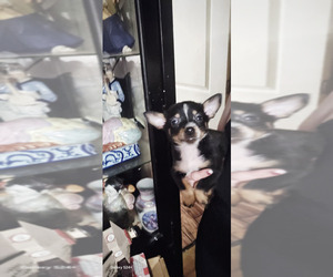 Chorkie Puppy for sale in ENID, MS, USA