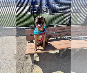 Peach - Female Labrador Retriever-Rhodesian Ridgeback Mix Dog for Adoption - Photo #3